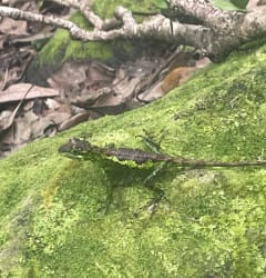 River tracing at Touqian creek