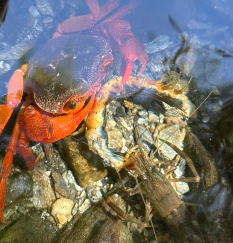 River tracing at Zhongping creek