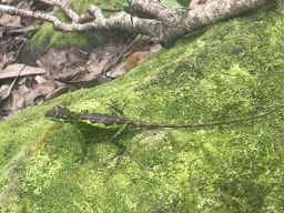 A photo of River Tracing