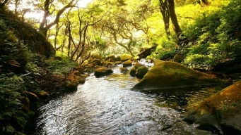 A photo of River Tracing