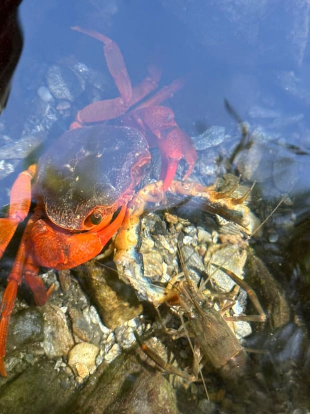 River tracing at Zhongping creek in Hualien - photo 1