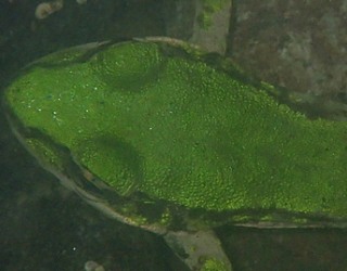 River tracing photo 2
