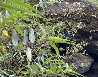 River tracing photo 2