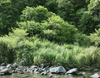 River tracing photo 3
