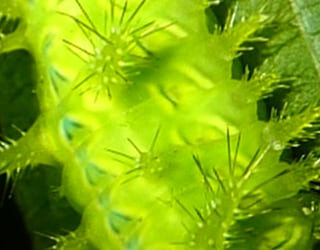 River tracing photo 2