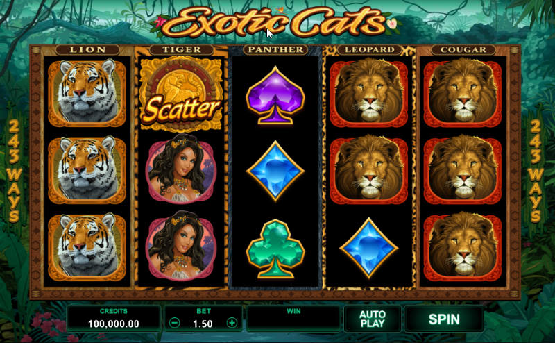 AHTI exotic cats slotti