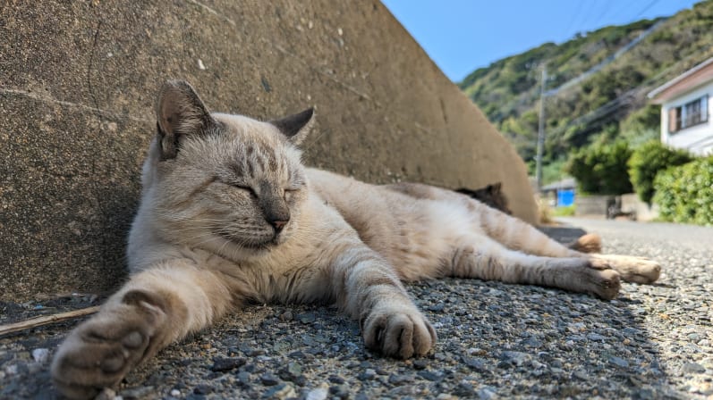 Pixel 7を持って相島で猫を撮影をしてきた