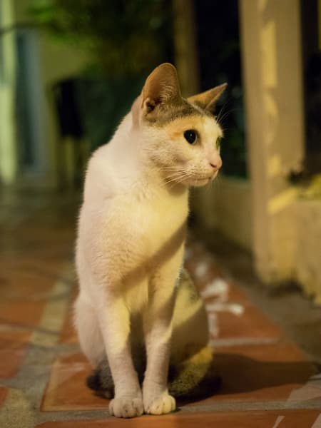 3泊4日でカンボジアのプノンペンに行ってきた 2日目