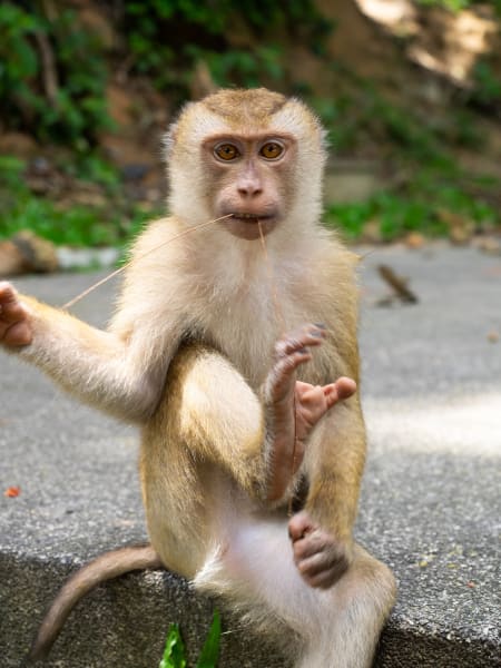 Monkey Hillで猿の写真を撮ったらめちゃくちゃ可愛かった(写真多め)