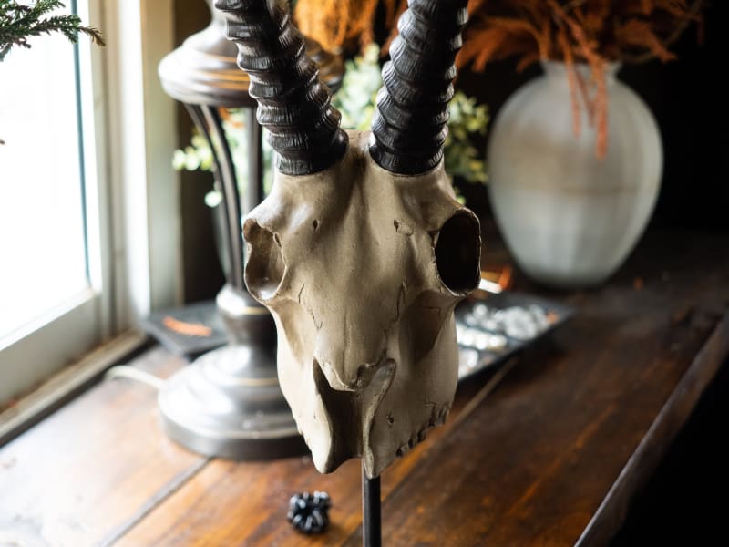 魔法学校のような店内のカフェ「Cervidae cafe」