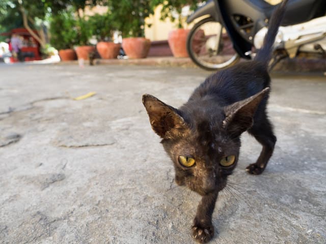 3泊4日でカンボジアのプノンペンに行ってきた 2日目