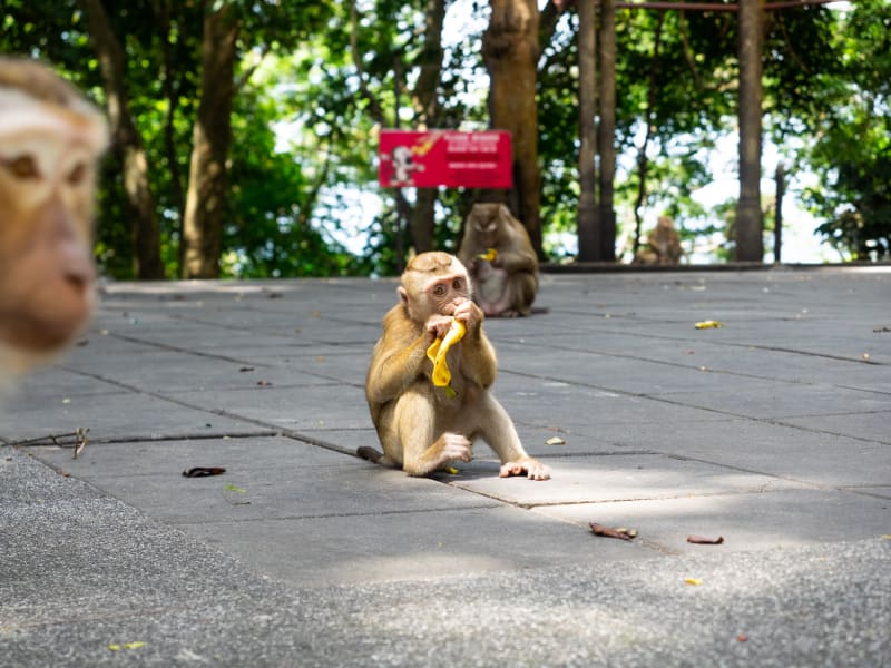Monkey Hillで猿の写真を撮ったらめちゃくちゃ可愛かった(写真多め)