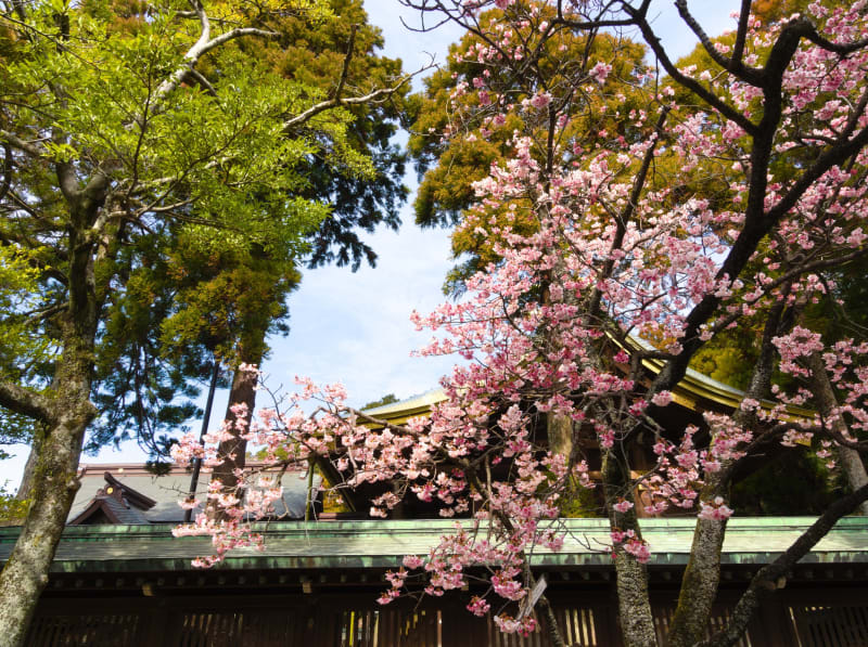 鎮国寺と宮地嶽神社に桜を撮影に行ってきた トラハ 旅に役立つ情報なら