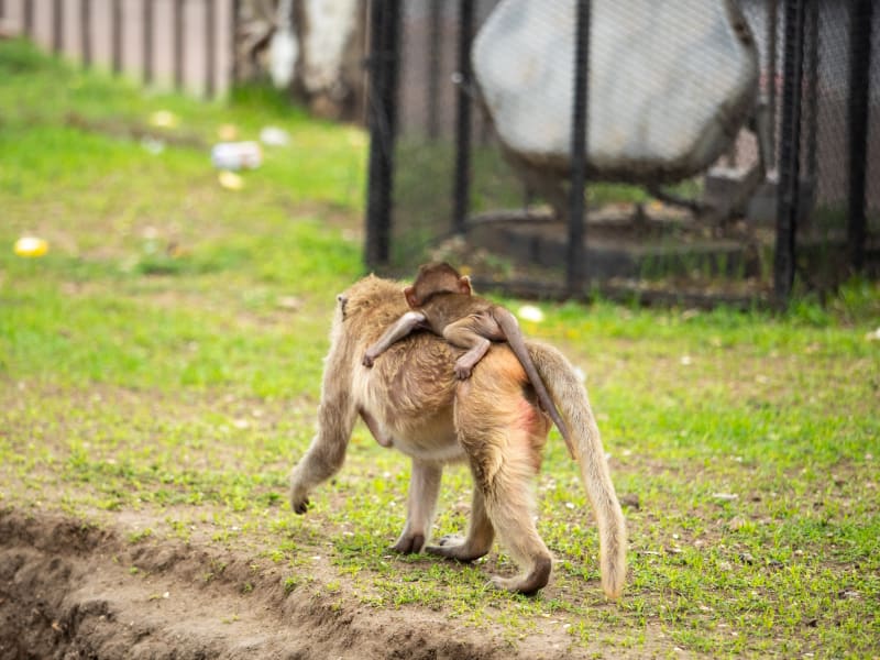 タイの猿に占拠された街「ロッブリー」で写真を撮っていたら猿にメガネを盗まれた!