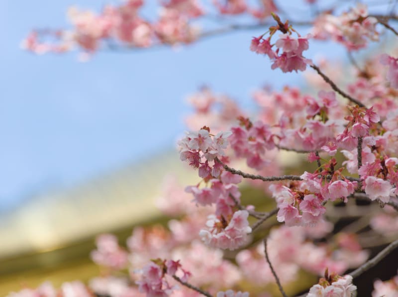 鎮国寺と宮地嶽神社に桜を撮影に行ってきた トラハ 旅に役立つ情報なら 鎮国寺と宮地嶽神社に桜を撮影に行ってきた トラハ 旅に役立つ情報なら