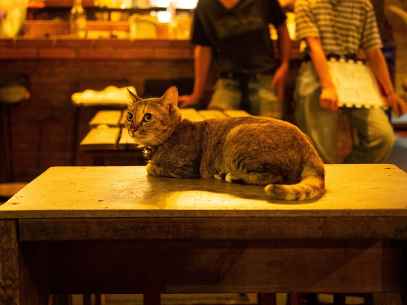 オーナーの事が大好きな猫がいる「Manung Bar」