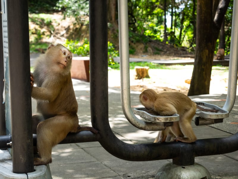 Monkey Hillで猿の写真を撮ったらめちゃくちゃ可愛かった(写真多め)