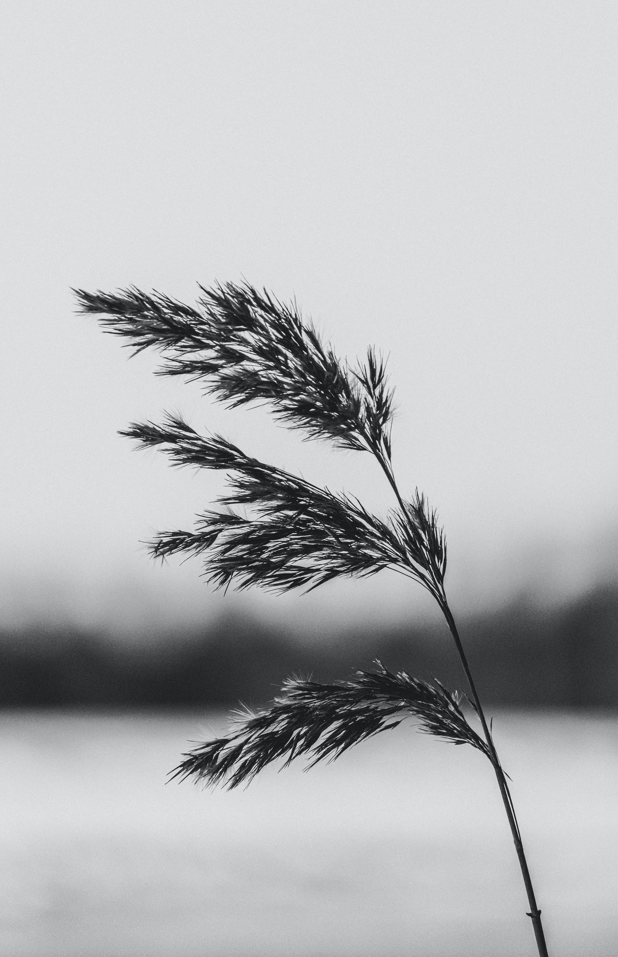 Nature {Wizkid X Rema X Tems Type Beat}