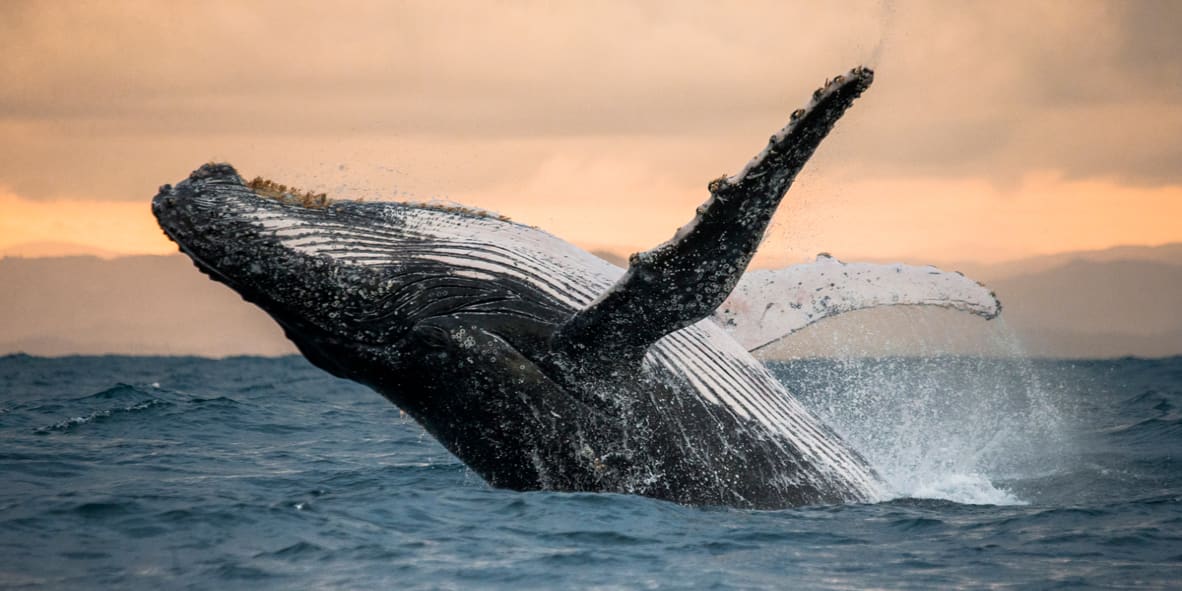 Whale-Watching-in-Los-Cabos What-to-do-in-Los-Cabos