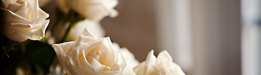 Cream Colored Roses