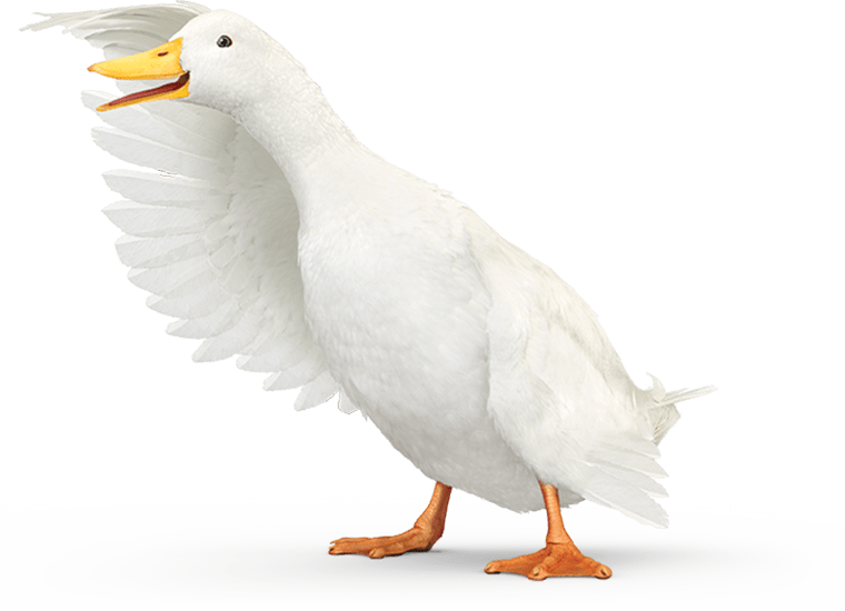 The Aflac Duck looking