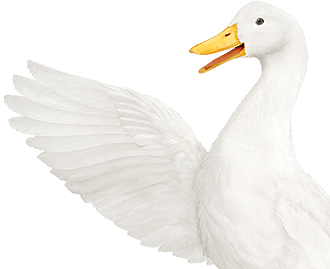 Aflac duck waving it's wings