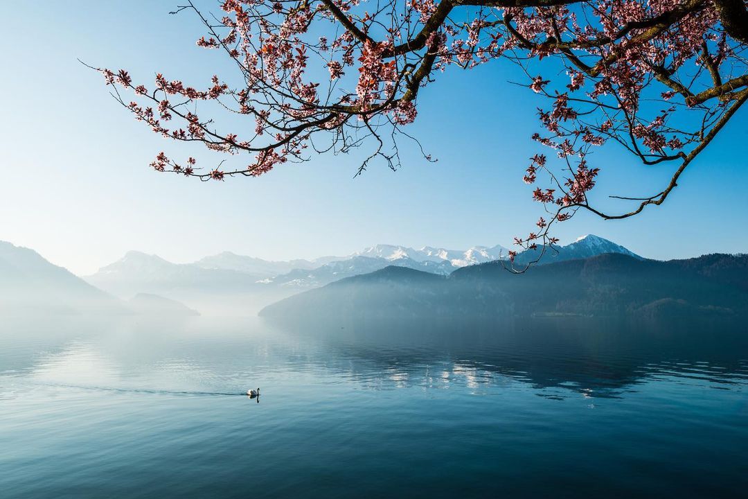 Photo by Campus Hotel Hertenstein in Campus Hotel Hertenstein with @myswitzerland, @visitlucerne, @lucerne_switzerland, @ilove_lucerne, @hotelleriesuisse, and @vierwaldstaetterseelakelucerne. May be an image of tree, lake and nature.