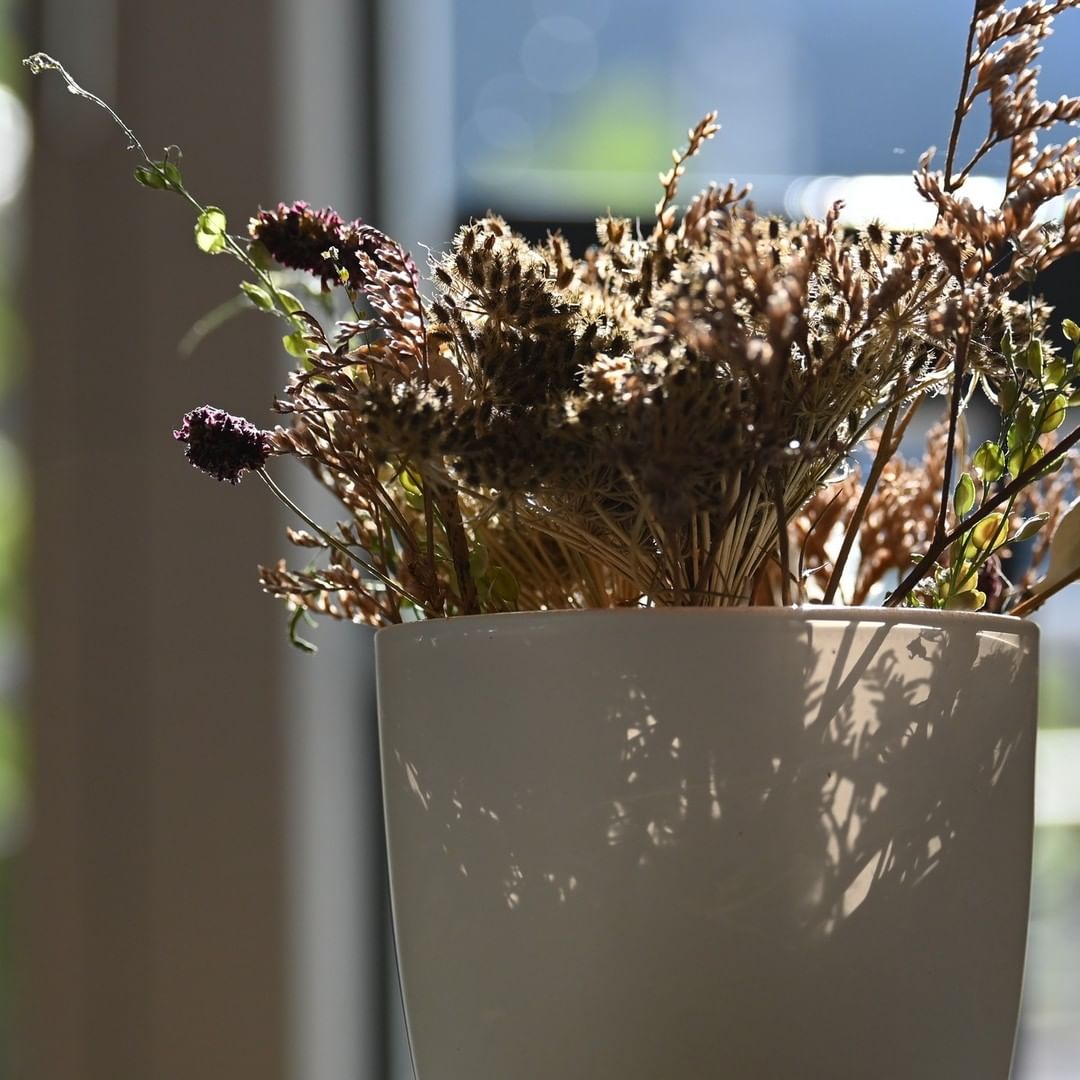 Photo by Bellevue-Terminus | Engelberg in Hotel Bellevue-Terminus, Engelberg. May be an image of flower.