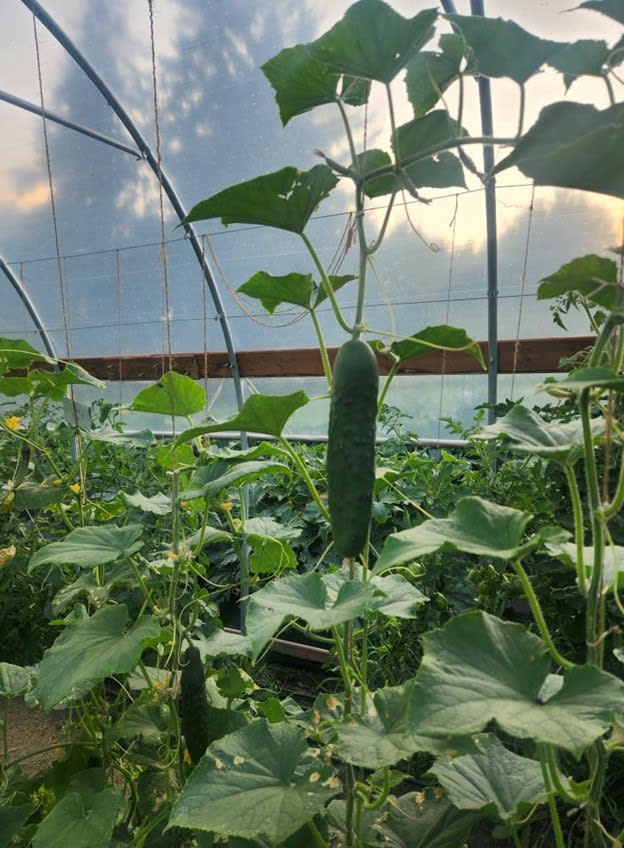 Pitch Fork Gardens #2