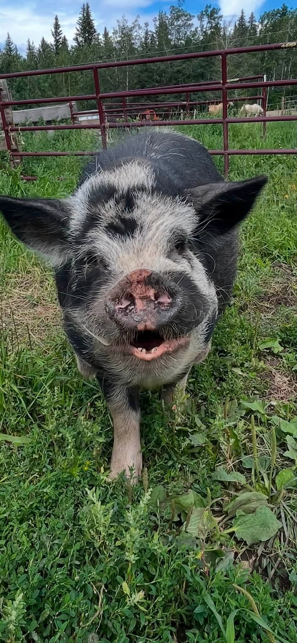 Foggy Pond Farm #3