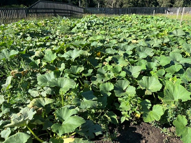Foggy Pond Farm #1