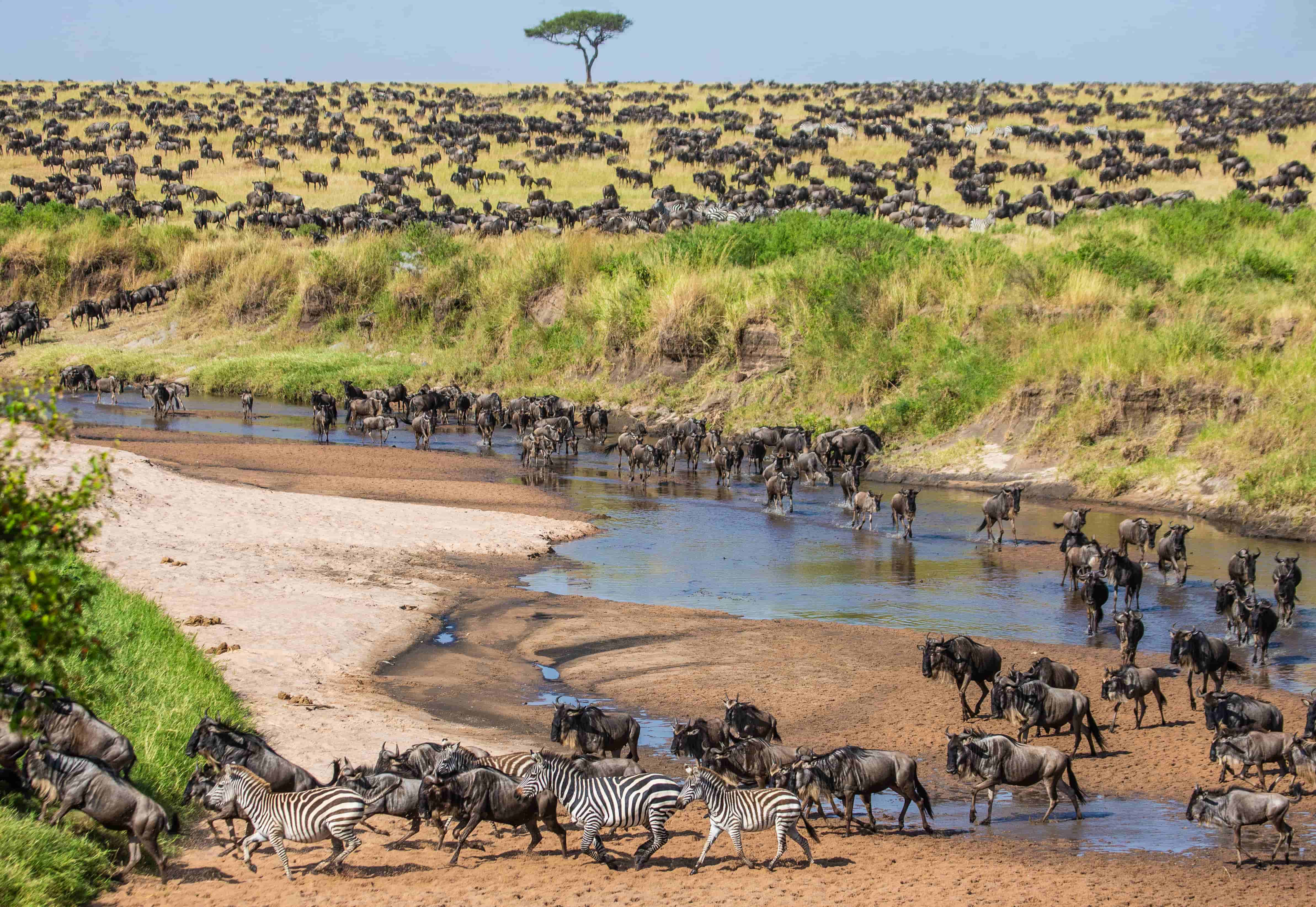 Best Countries to visit for Wildlife Safari Experience - Book cheap flights from Lagos to Tanzania