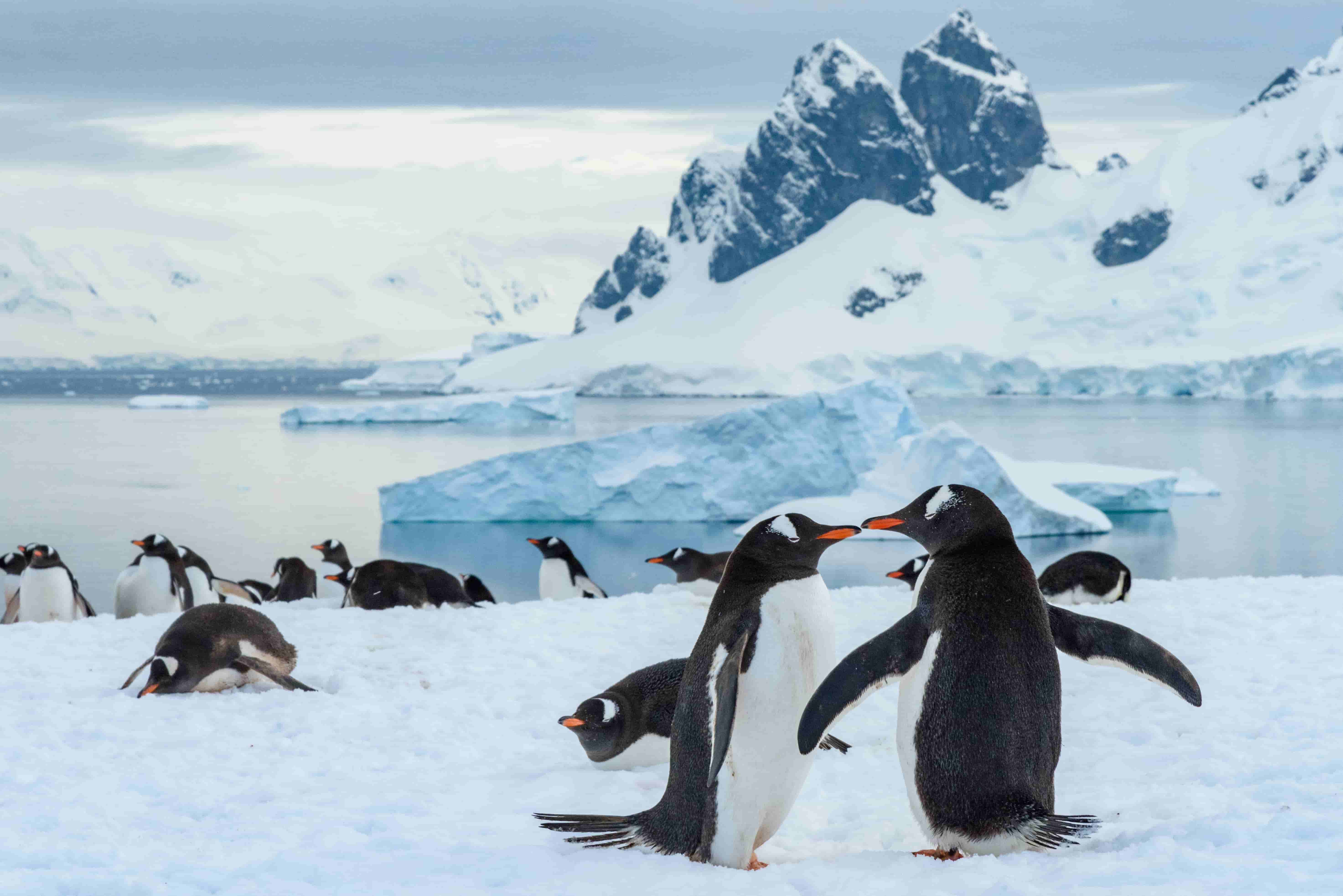 Best Countries to visit for Wildlife Safari Experience - Book cheap flights from Lagos, Nigeria