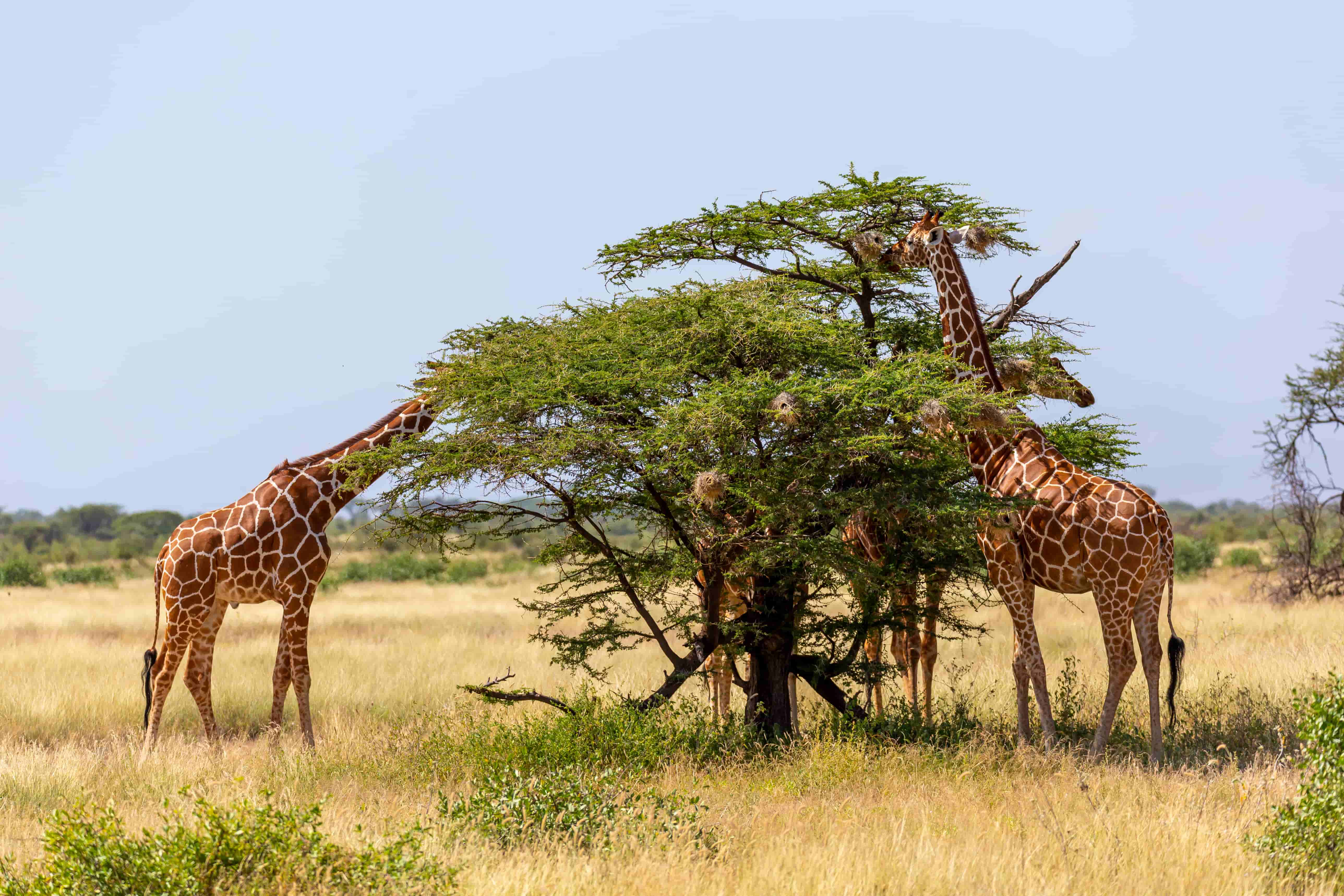 Best Countries to visit for Wildlife Safari Experience - Book cheap flights from Lagos to Nairobi,
Kenya