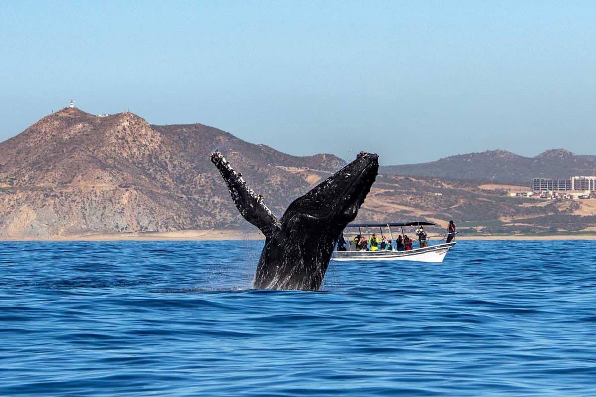 Best Countries to visit for Wildlife Safari Experience - Book cheap flights from Lagos to Costa Rica