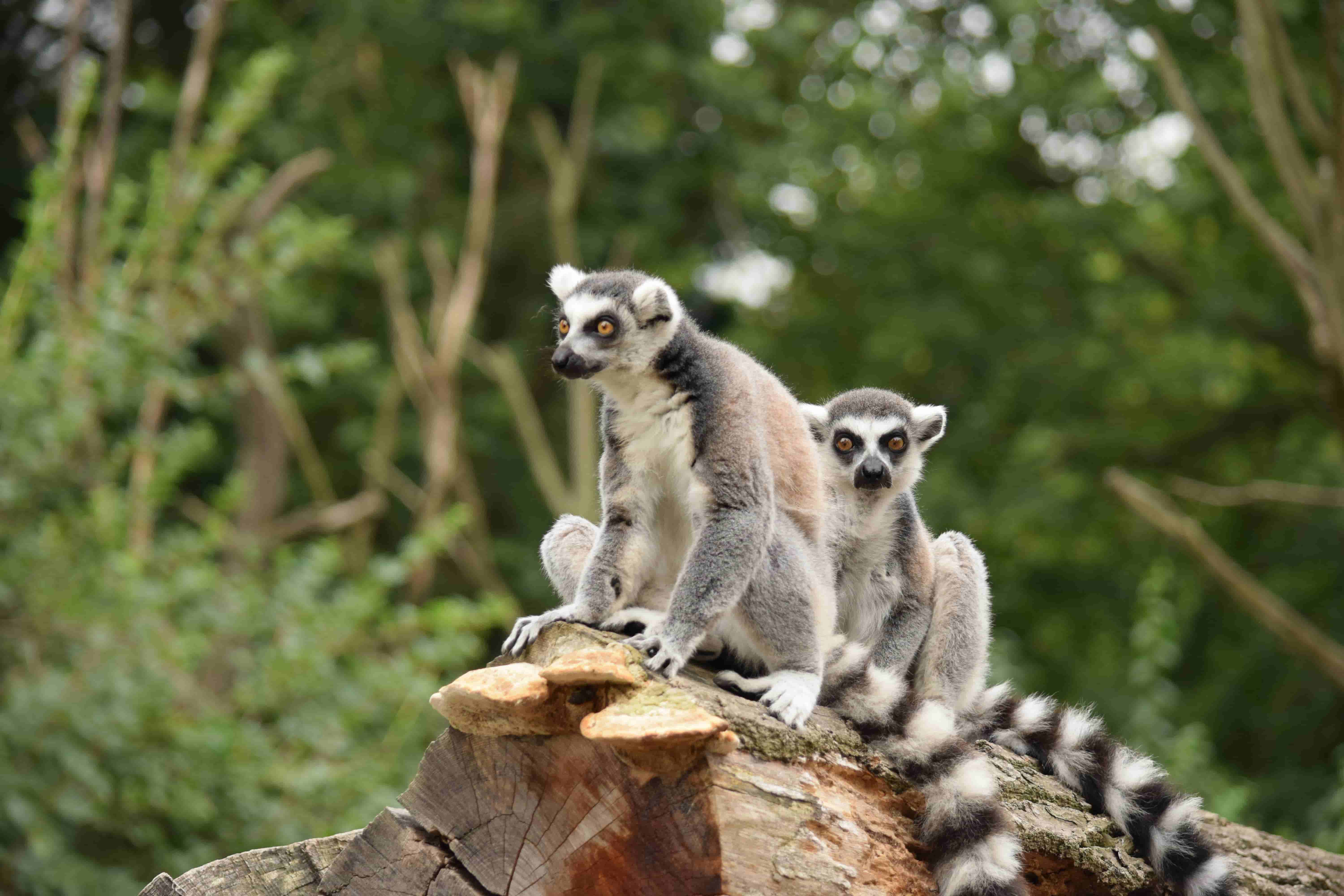 Best Countries to visit for Wildlife Safari Experience - Book cheap flights from Lagos to Madagascar
