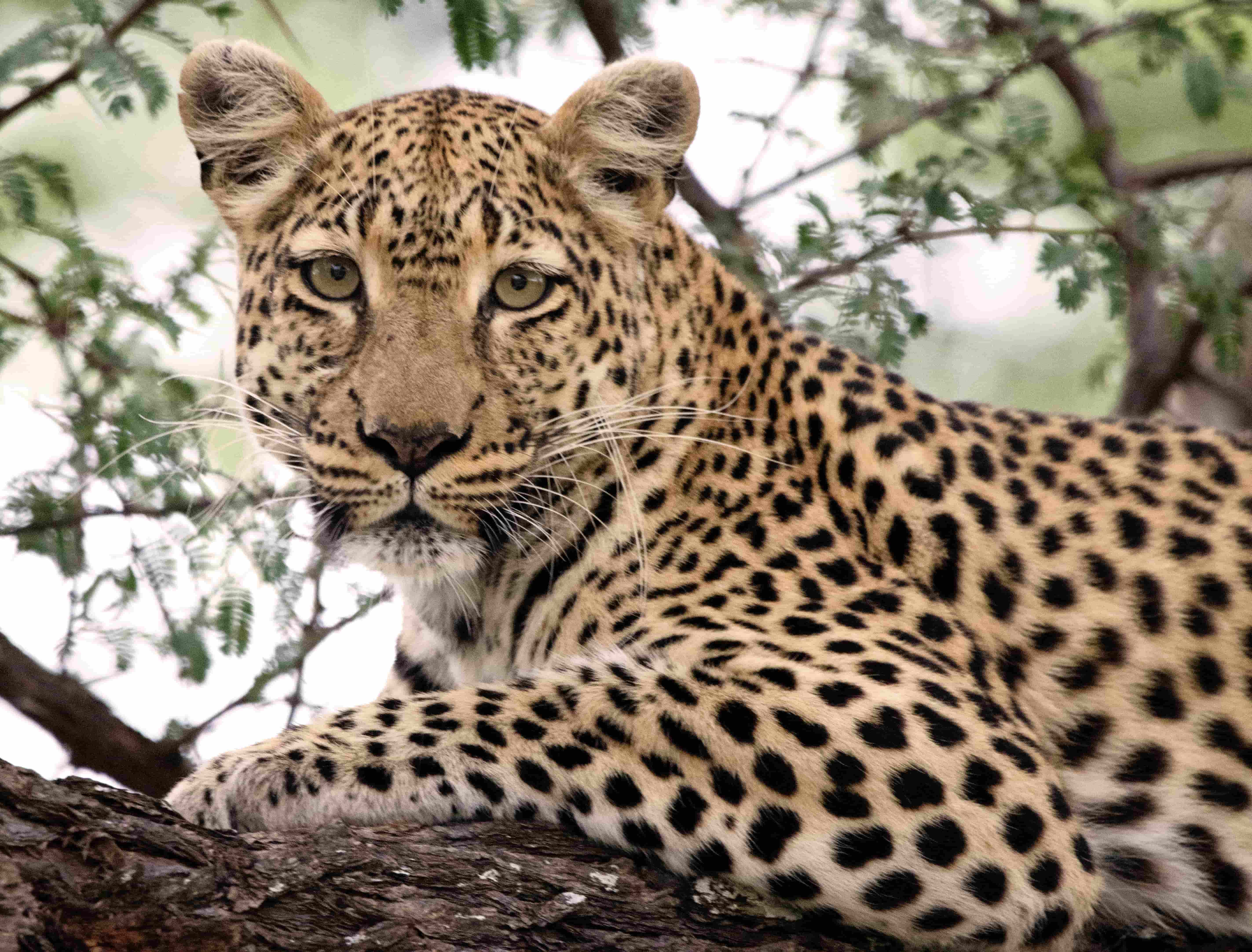 Best Countries to visit for Wildlife Safari Experience - Book cheap flights from Lagos to Botswana
