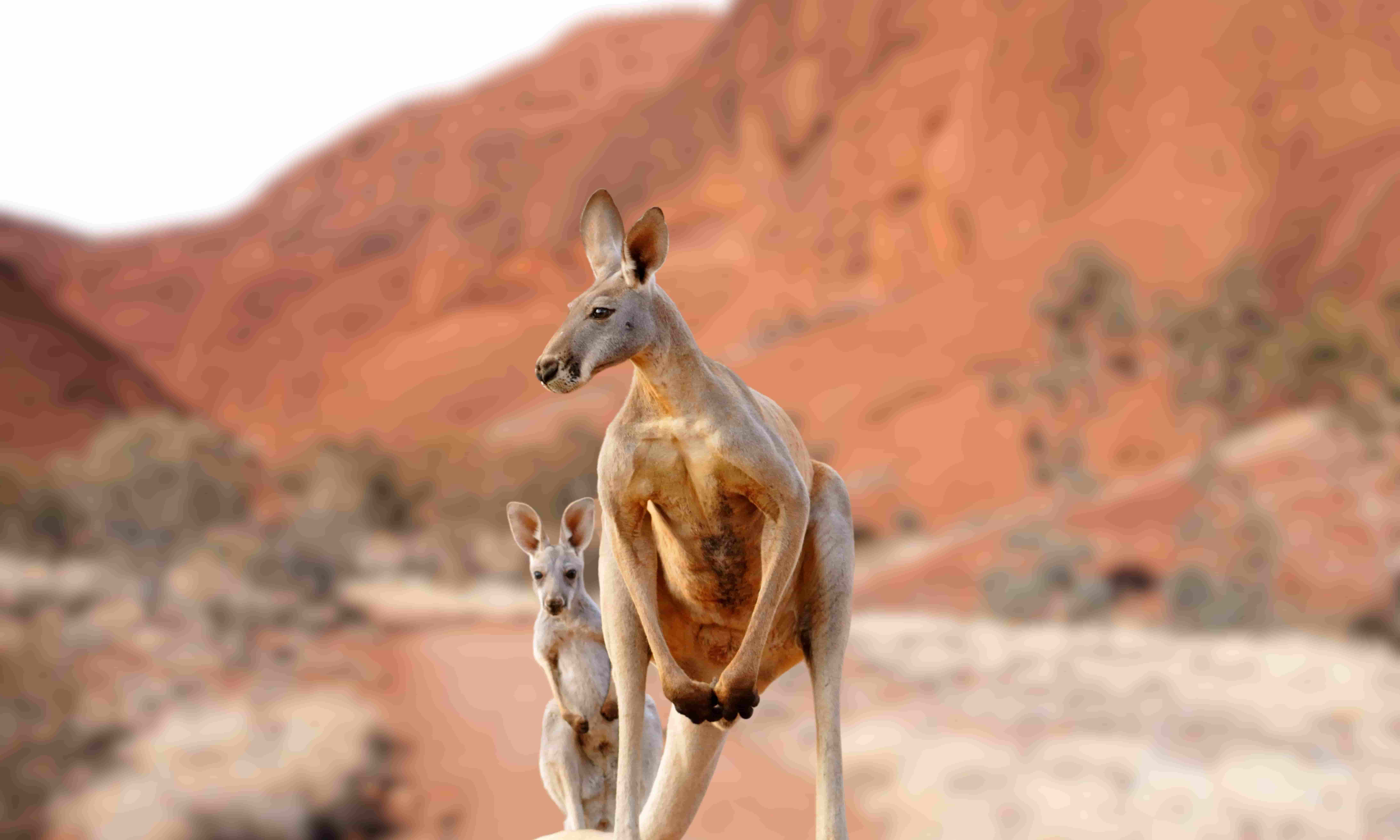 Best Countries to visit for Wildlife Safari Experience - Book cheap flights from Lagos to Australia