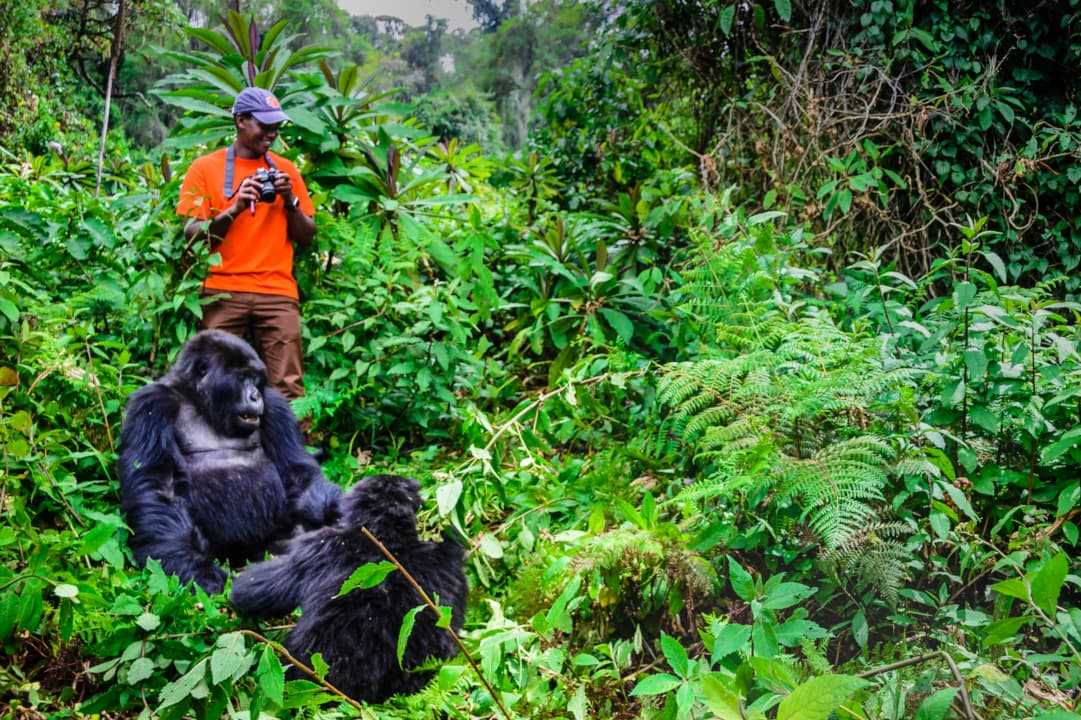 cheap flights - cheap travel destinations - Tourist in Rwanda taking pictures with the Gorillas in Virunga Mountain Range