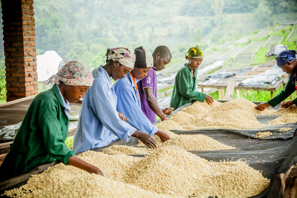 cheap flights - cheap travel destinations - Rwanda coffee and tea production industry