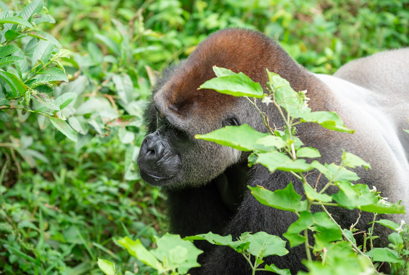 Gorilla looking for leaves at Waza National Park - Visa free countries for Nigerians