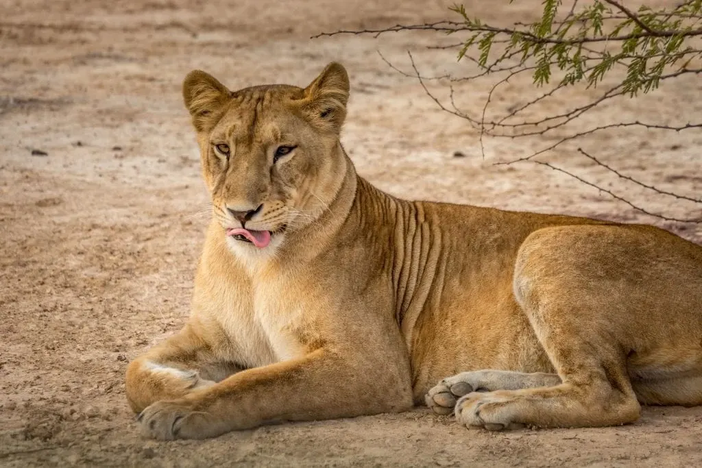 Places to visit in Cotonou, Benin Republic - Benin’s Pendjari’s National Park
