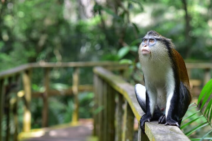 Monkey at Lekki Conservation Center - Lekki Conservation Center Reviews