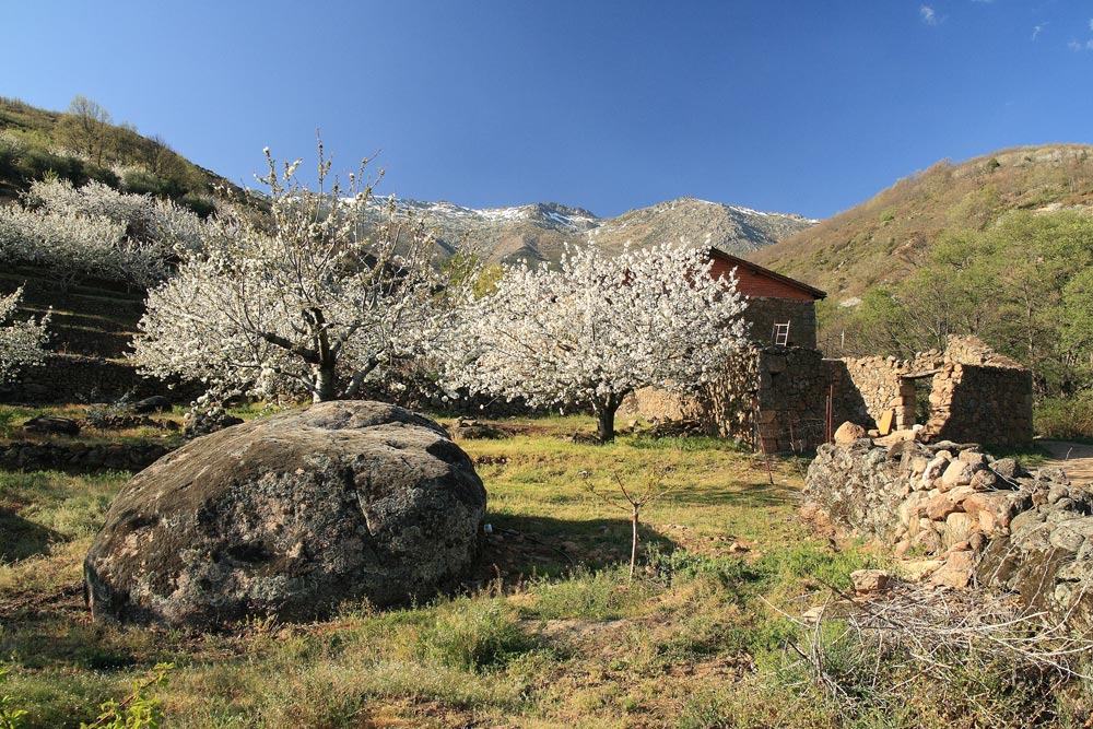 jerte valley cherry blossom