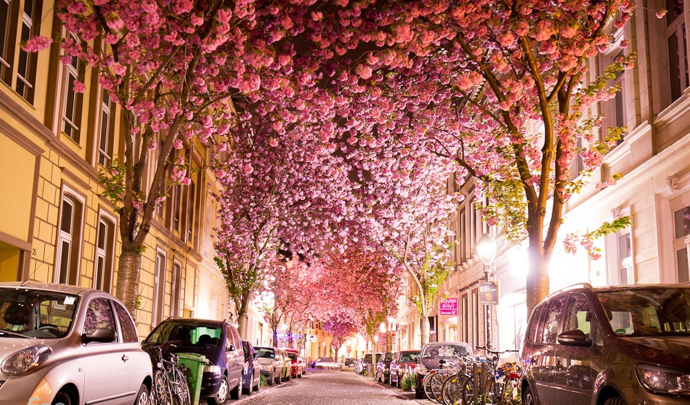 cherry blossom in bonn