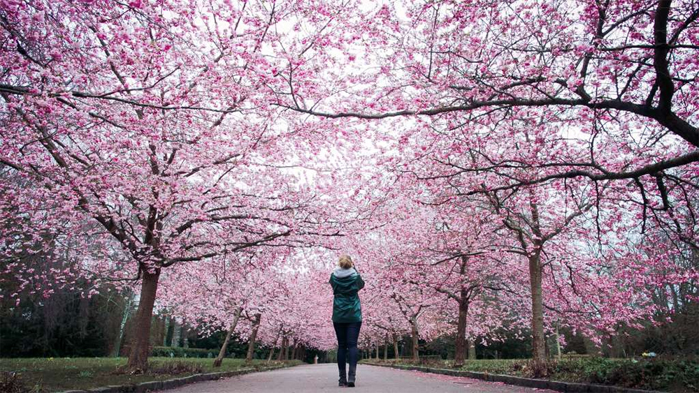 cherry blossom copenhagen