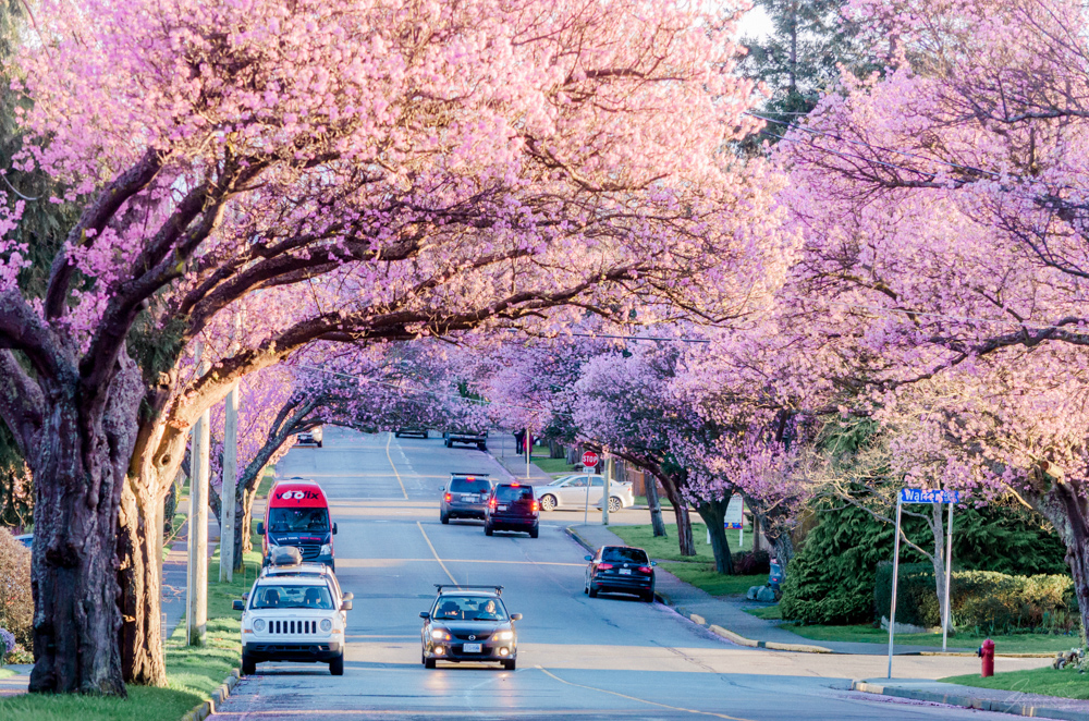 cherry blossom in british columbia