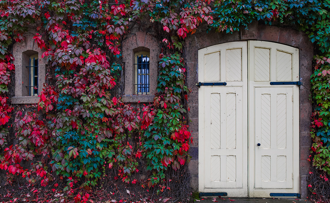 napa valley foliage colors