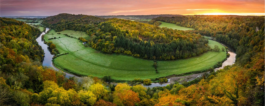 foliage at the forest of dean england