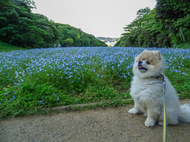 三浦半島の犬連れ観光スポット By トラベルドッグ Jp